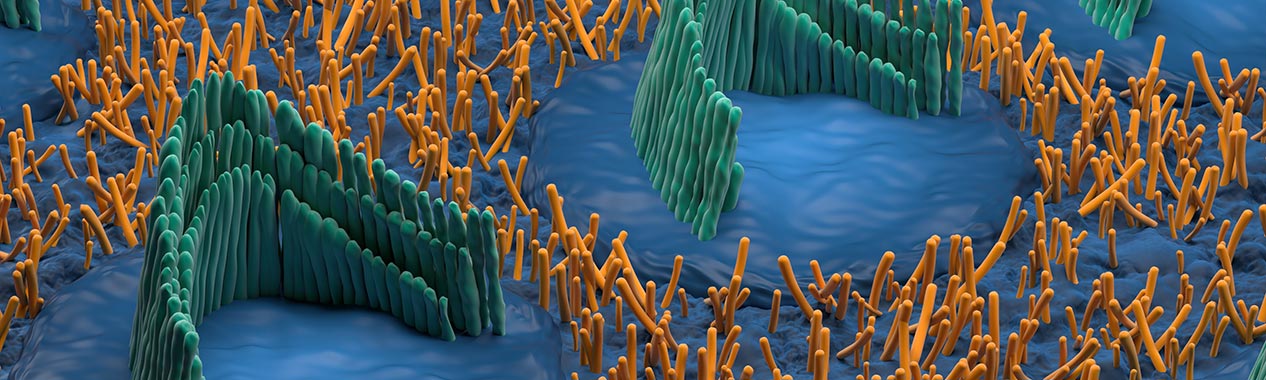 L'organe de corti : définition et fonction