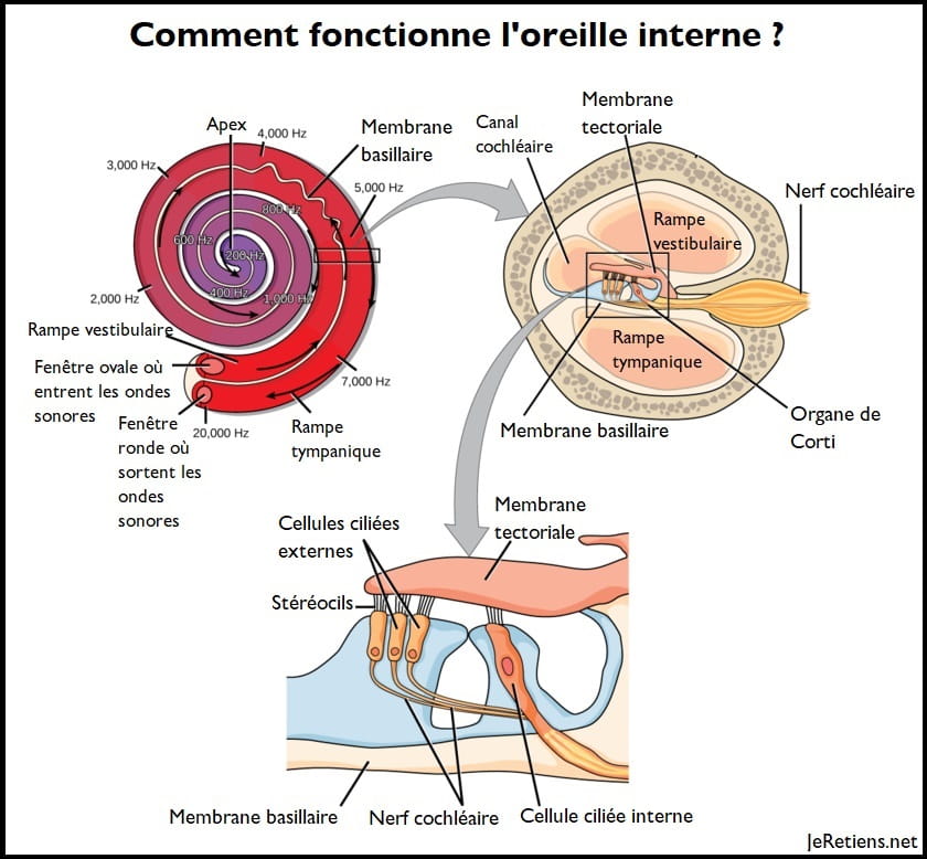 Schéma de la cochlée et position de l'organe de Corti