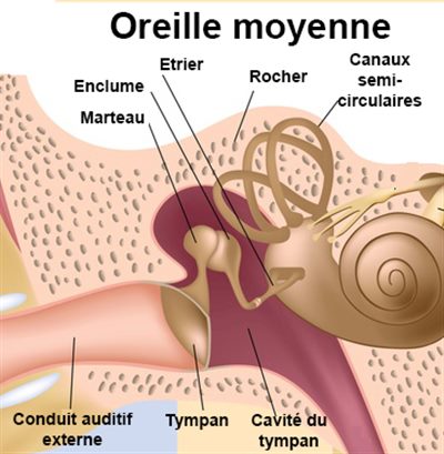 Schéma de l'oreille moyenne