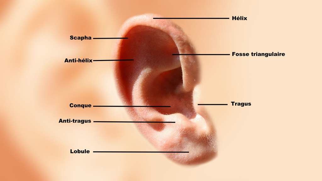 anatomie_oreille.jpg